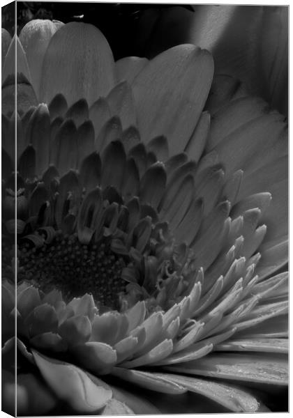 closeup of marigold in black and white Canvas Print by youri Mahieu