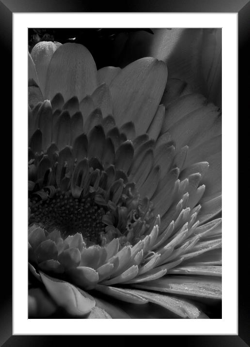 closeup of marigold in black and white Framed Mounted Print by youri Mahieu