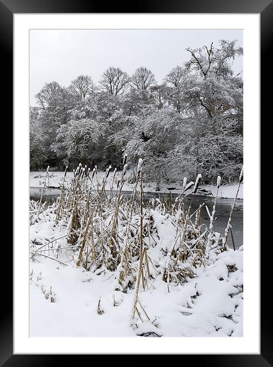 Bullrushes in the snow Framed Mounted Print by Gary Eason