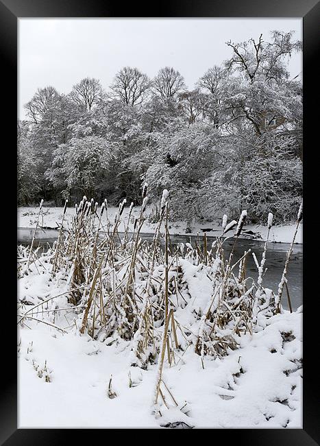 Bullrushes in the snow Framed Print by Gary Eason