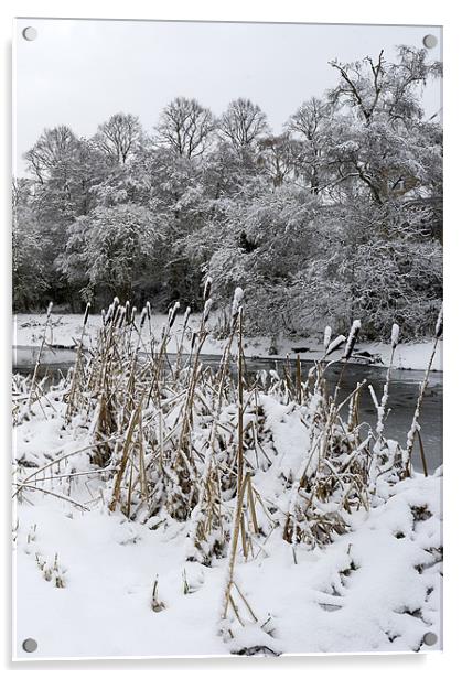 Bullrushes in the snow Acrylic by Gary Eason