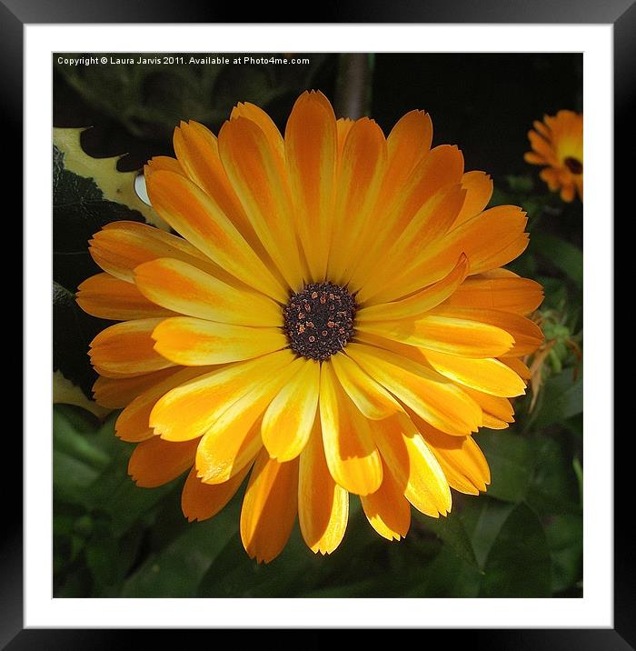 Old fashioned Marigold. Framed Mounted Print by Laura Jarvis