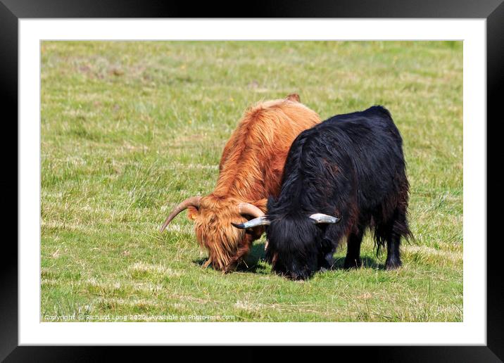 Highland Cows Framed Mounted Print by Richard Long