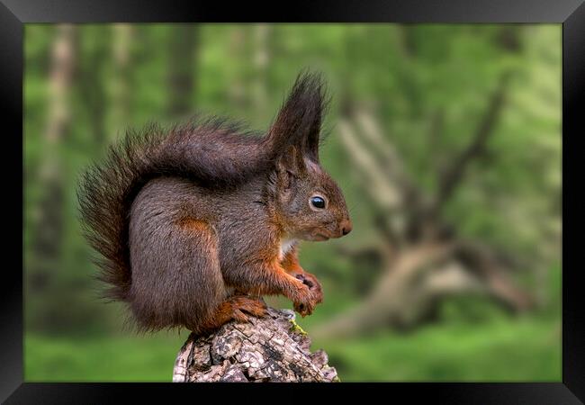 Red Squirrel in Forest in Spring Framed Print by Arterra 