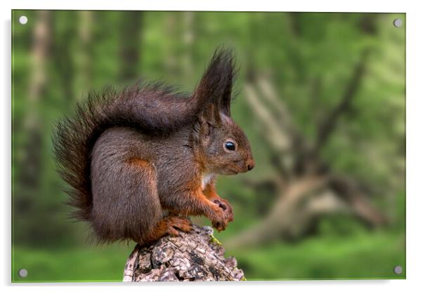 Red Squirrel in Forest in Spring Acrylic by Arterra 