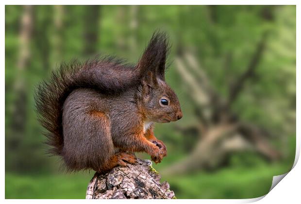 Red Squirrel in Forest in Spring Print by Arterra 