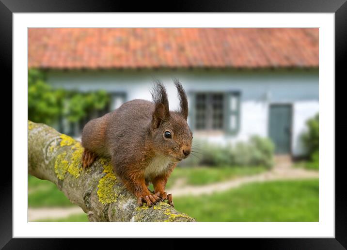 Red Squirrel in Garden Framed Mounted Print by Arterra 