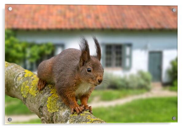Red Squirrel in Garden Acrylic by Arterra 
