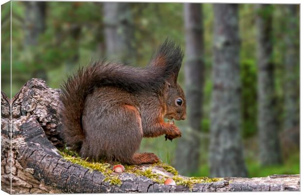 Scottish Red Squirrel Eating Nuts in Wood Canvas Print by Arterra 