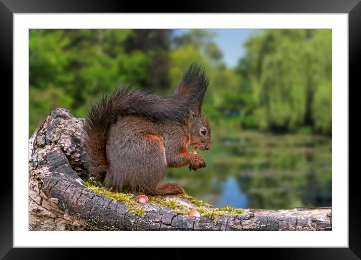 Red Squirrel Eating Nut along Pond Framed Mounted Print by Arterra 