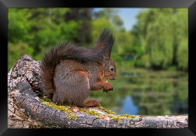 Red Squirrel Eating Nut along Pond Framed Print by Arterra 