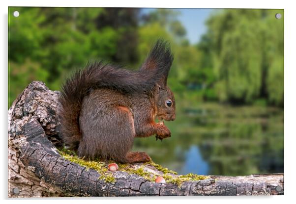 Red Squirrel Eating Nut along Pond Acrylic by Arterra 