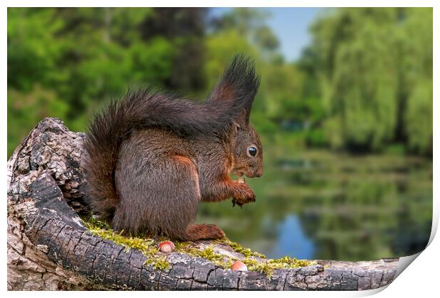 Red Squirrel Eating Nut along Pond Print by Arterra 