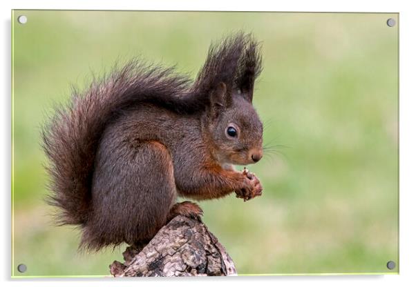 Cute Red Squirrel on Tree Stump Acrylic by Arterra 