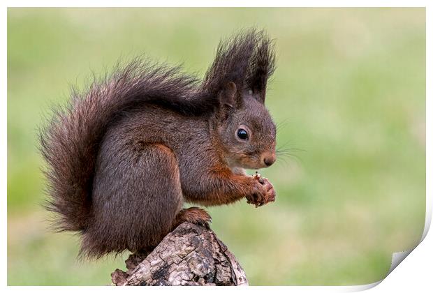 Cute Red Squirrel on Tree Stump Print by Arterra 