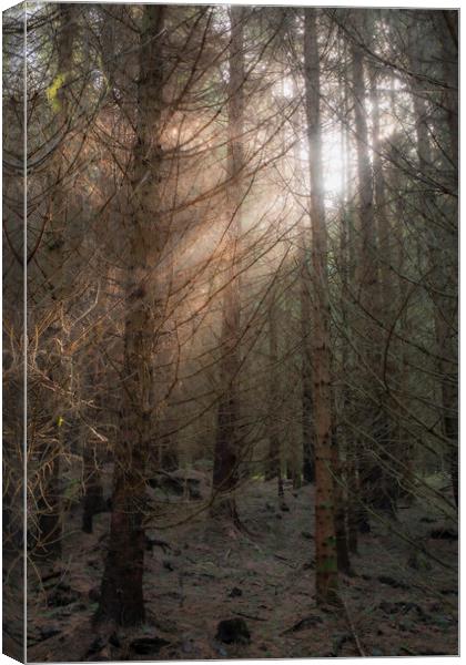 A tree in a Scottish forest burst of light Canvas Print by christian maltby