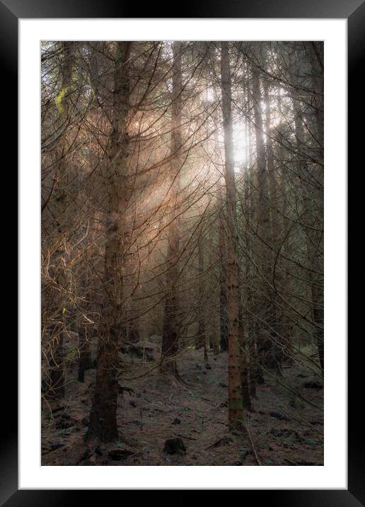 A tree in a Scottish forest burst of light Framed Mounted Print by christian maltby