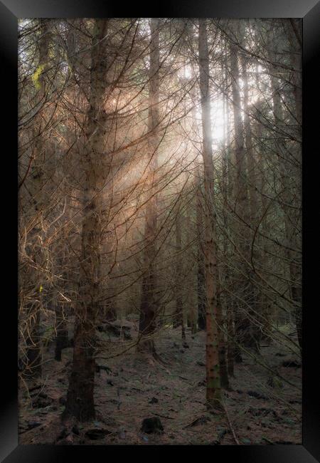 A tree in a Scottish forest burst of light Framed Print by christian maltby