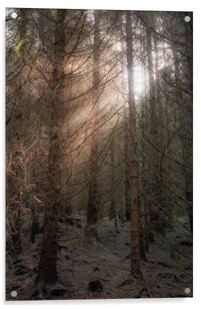 A tree in a Scottish forest burst of light Acrylic by christian maltby