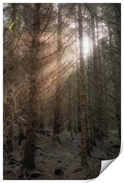 A tree in a Scottish forest burst of light Print by christian maltby