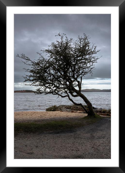 The Kippford tree Framed Mounted Print by christian maltby