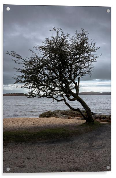 The Kippford tree Acrylic by christian maltby