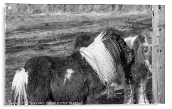 Shetland ponies in a paddock Acrylic by Chris Yaxley