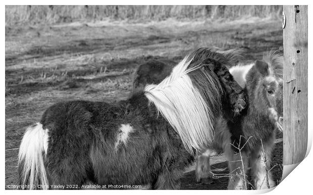 Shetland ponies in a paddock Print by Chris Yaxley