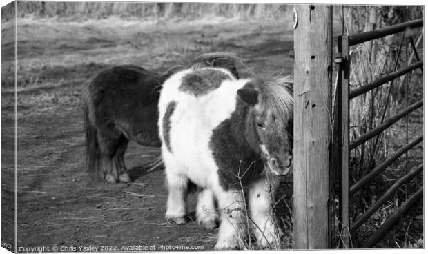 Shetland ponies in a paddock Canvas Print by Chris Yaxley