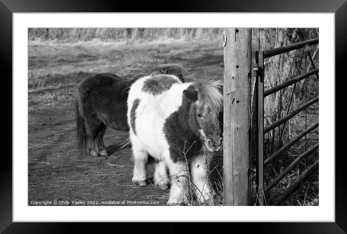 Shetland ponies in a paddock Framed Mounted Print by Chris Yaxley