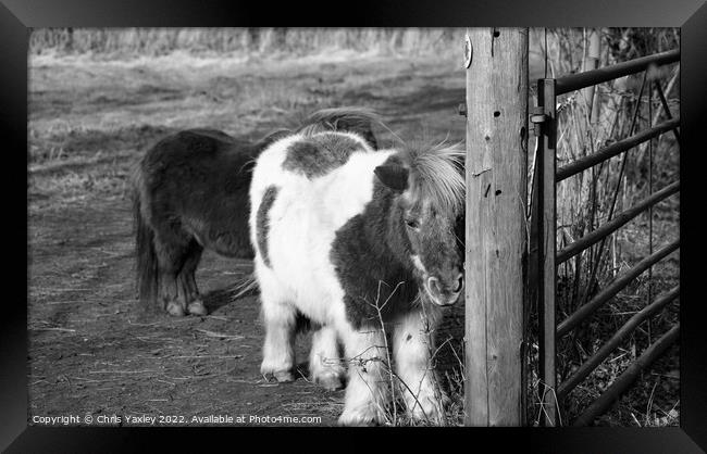 Shetland ponies in a paddock Framed Print by Chris Yaxley