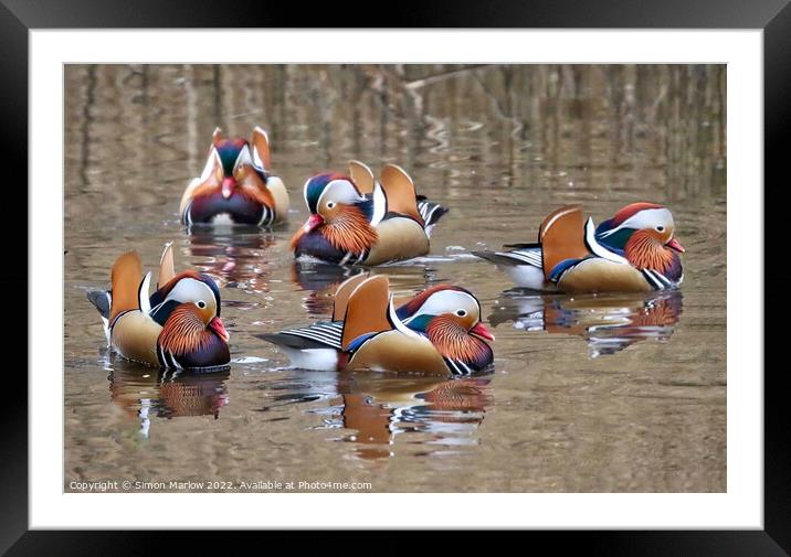 Mandarin Ducks Framed Mounted Print by Simon Marlow