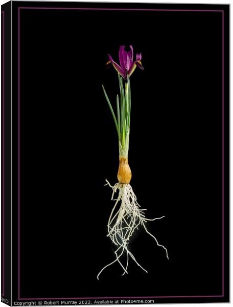 Iris reticulata "George". Canvas Print by Robert Murray