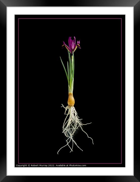 Iris reticulata "George". Framed Mounted Print by Robert Murray