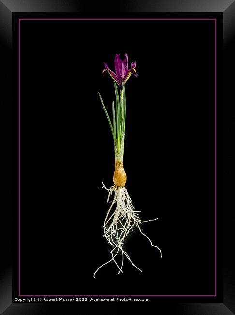 Iris reticulata "George". Framed Print by Robert Murray