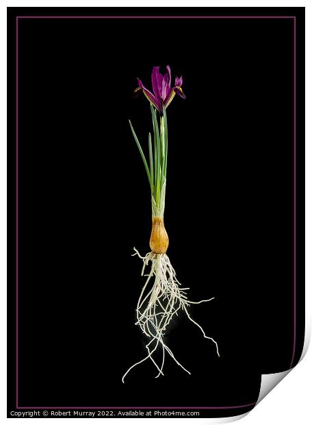 Iris reticulata "George". Print by Robert Murray