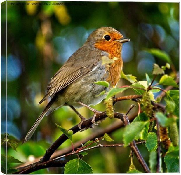 Robin Canvas Print by tom downing