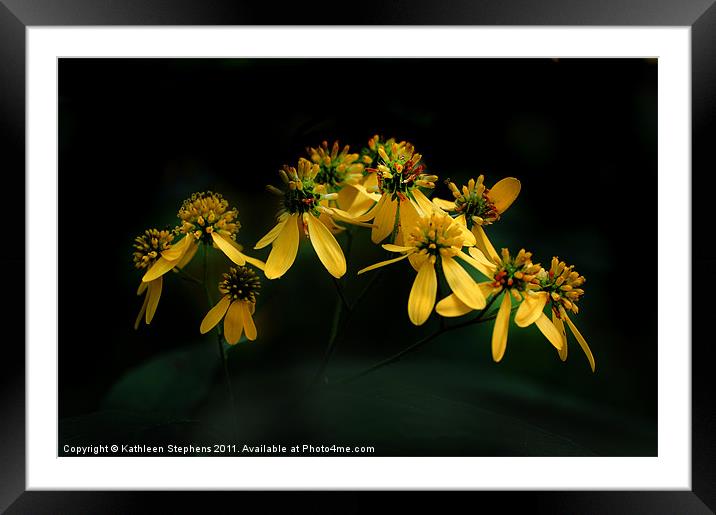 Wild Daisies Framed Mounted Print by Kathleen Stephens