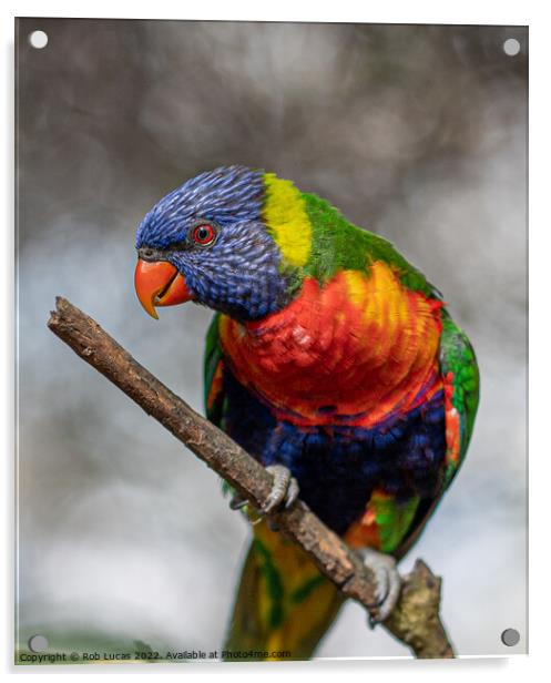 Rainbow Lorikeet Acrylic by Rob Lucas