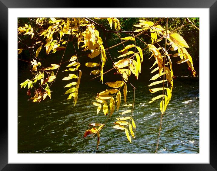 Windblown leaves Framed Mounted Print by Stephanie Moore