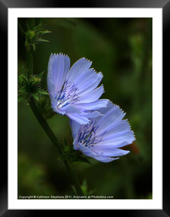 Blue Chicory Framed Mounted Print by Kathleen Stephens