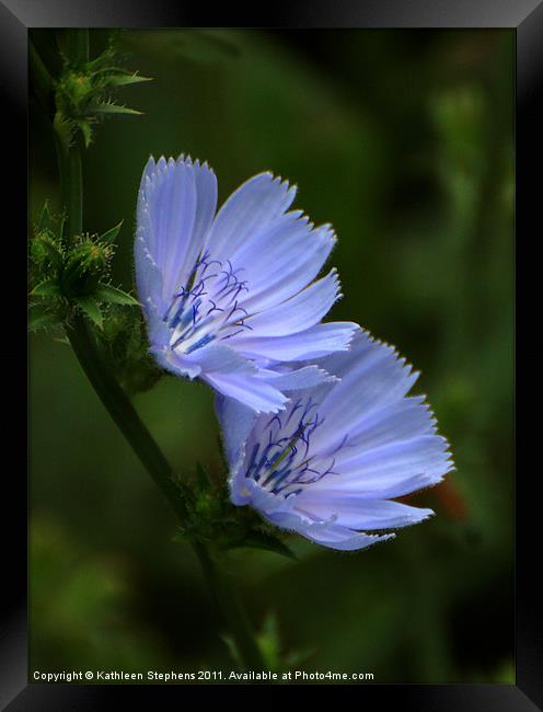 Blue Chicory Framed Print by Kathleen Stephens