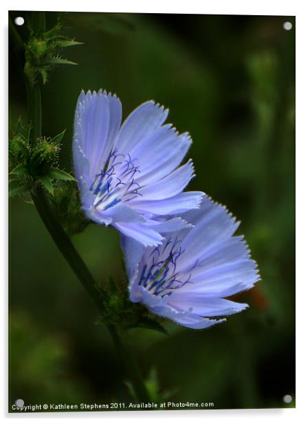 Blue Chicory Acrylic by Kathleen Stephens