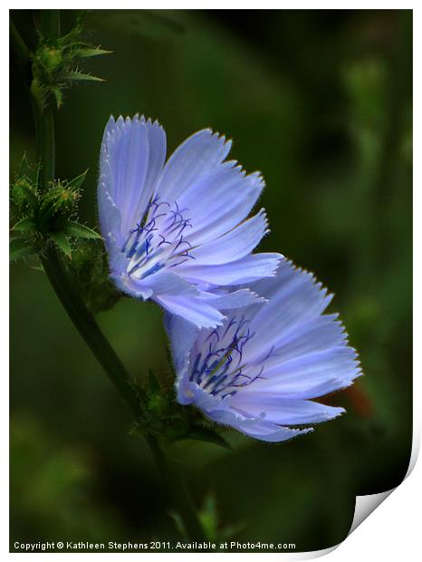 Blue Chicory Print by Kathleen Stephens