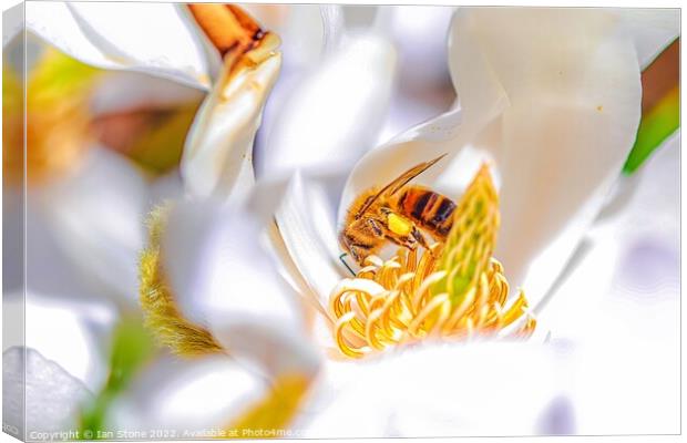Spring bee, on Magnolia Canvas Print by Ian Stone