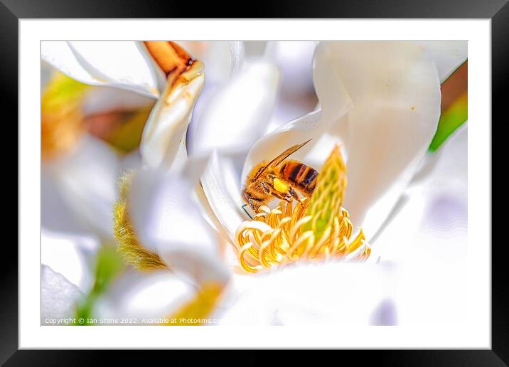 Spring bee, on Magnolia Framed Mounted Print by Ian Stone