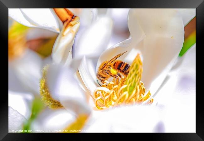 Spring bee, on Magnolia Framed Print by Ian Stone