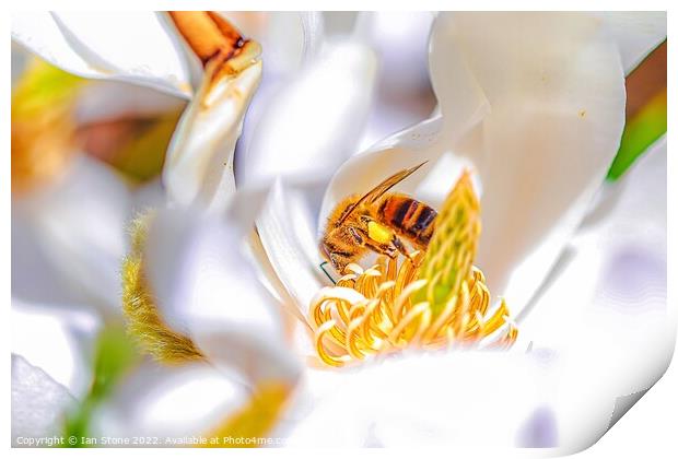 Spring bee, on Magnolia Print by Ian Stone