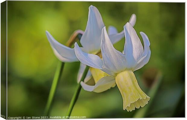 Daffodil delight  Canvas Print by Ian Stone