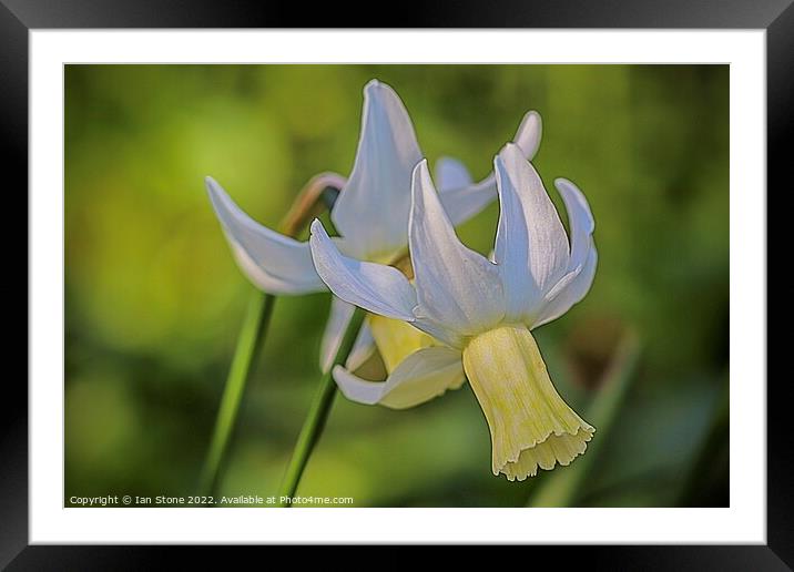 Daffodil delight  Framed Mounted Print by Ian Stone
